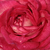 Roz - alb - Trandafir pentru straturi Floribunda - Daily Sketch